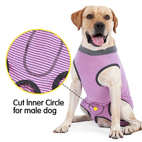 Dog wearing a purple and black striped shirt with cut inner circle for male dog.