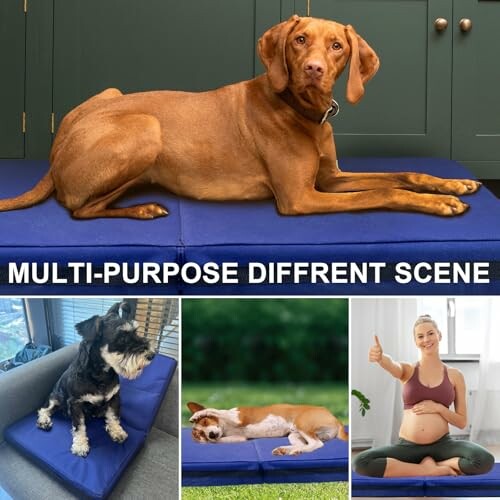 Dogs and a pregnant woman using a multi-purpose mat.